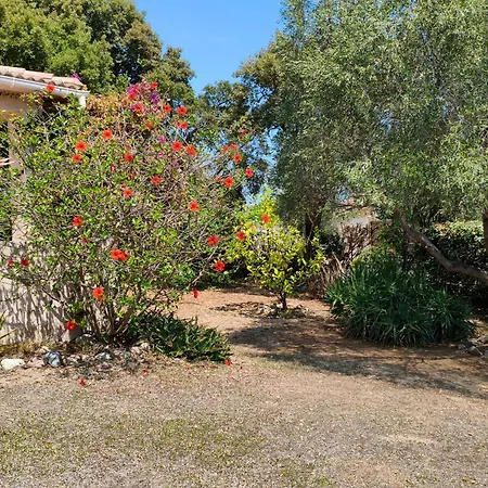 L'arbousier Ventiseri